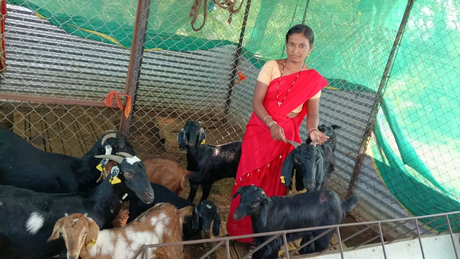 Goat Project
