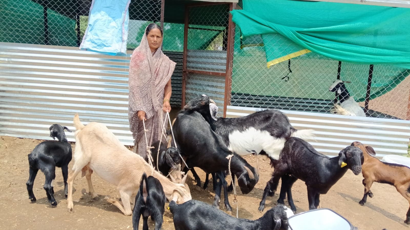 Goat Project